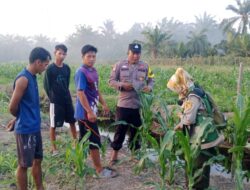 Polisi Pastikan Jagung Ketapang Tumbuh Optimal, Panen Oktober di Depan Mata