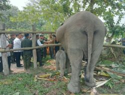 Kolaborasi Pemerintah dan TNI di Tesso Nilo, Pangdam XIX/TT Dampingi Menteri Kehutanan Tinjau Camp Elephant Flying Squad