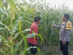Dari Tanam hingga Panen, Polsek Batu Hampar Kawal Program Ketahanan Pangan